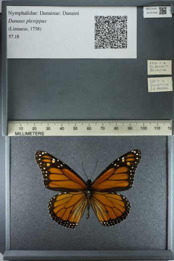 Media type: image;   Entomology 181546